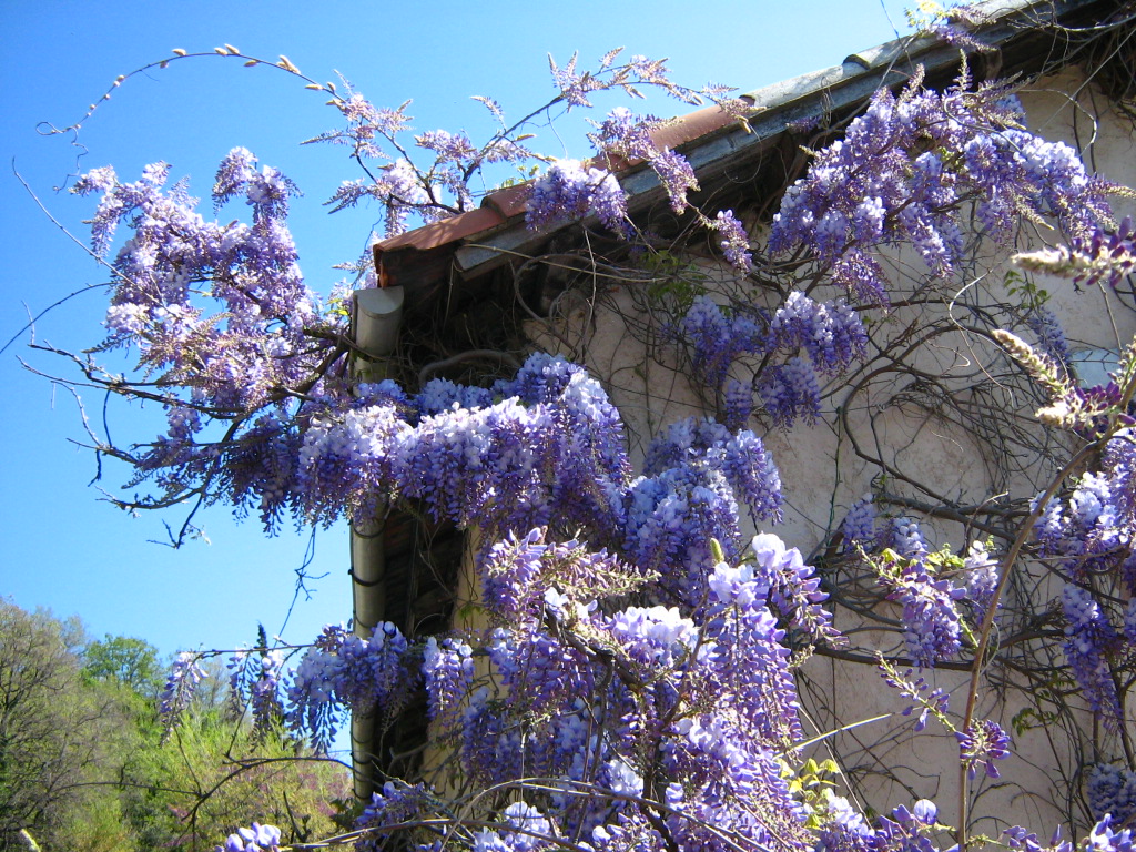 Visteria