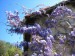 Visteria